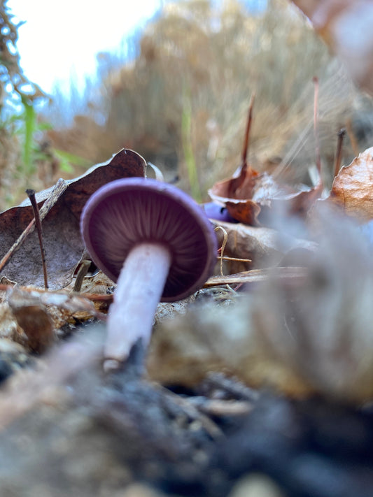 La naturaleza como inspiración