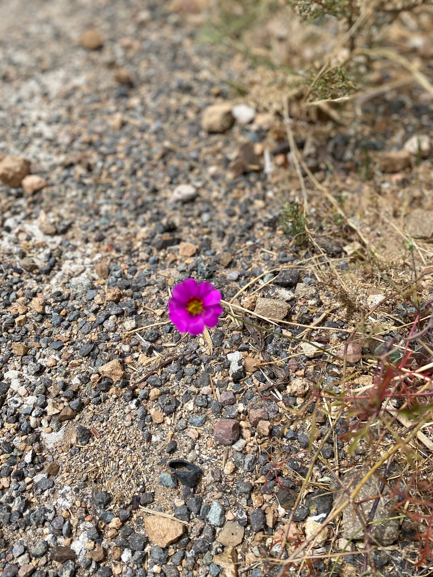 Aros pata de guanaco